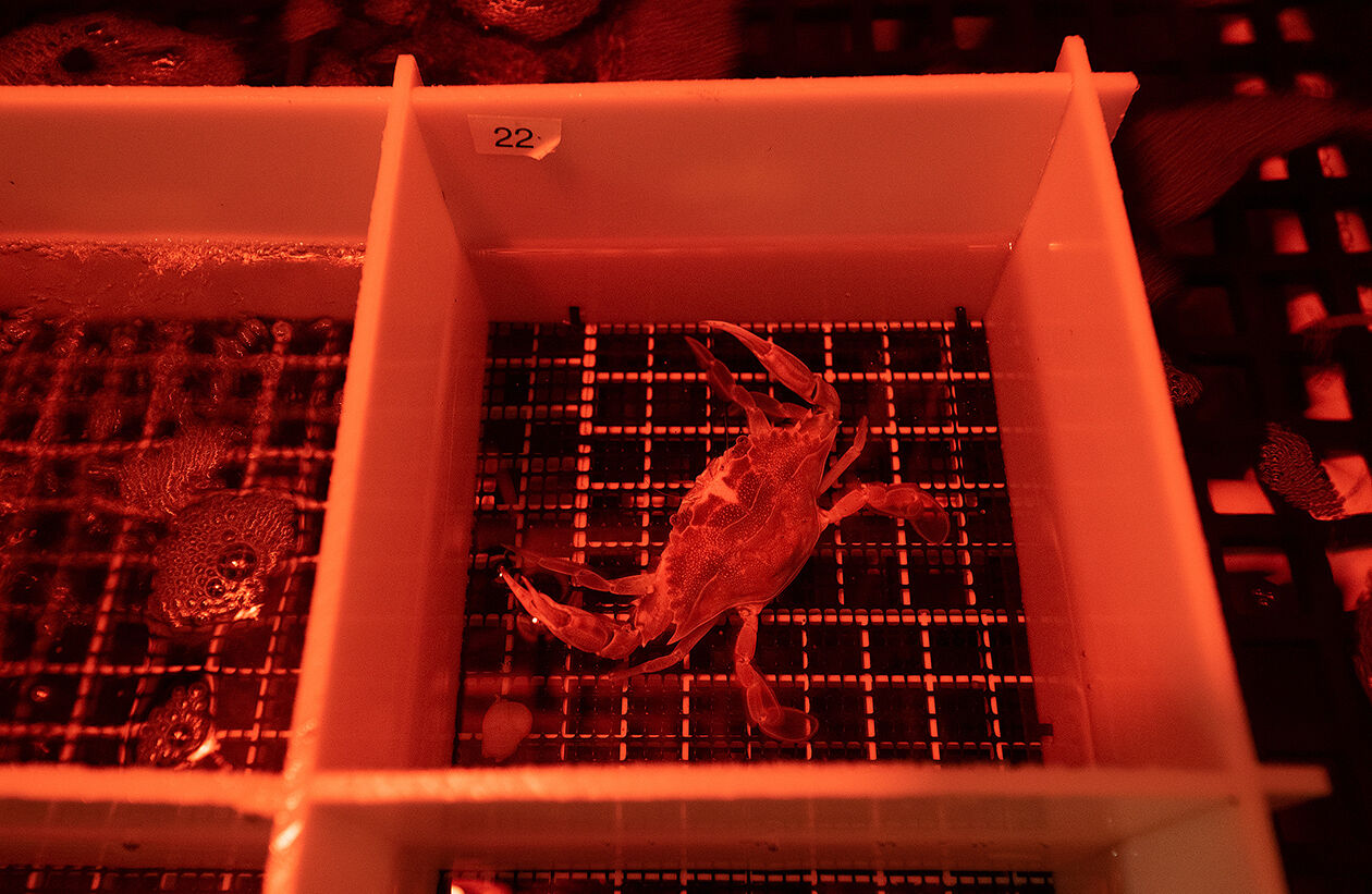Lab grown crab